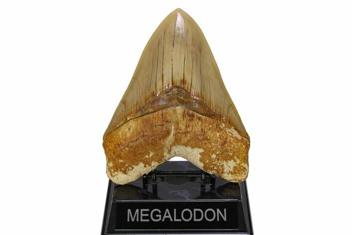 Serrated, Fossil Megalodon Tooth - Indonesia #279206